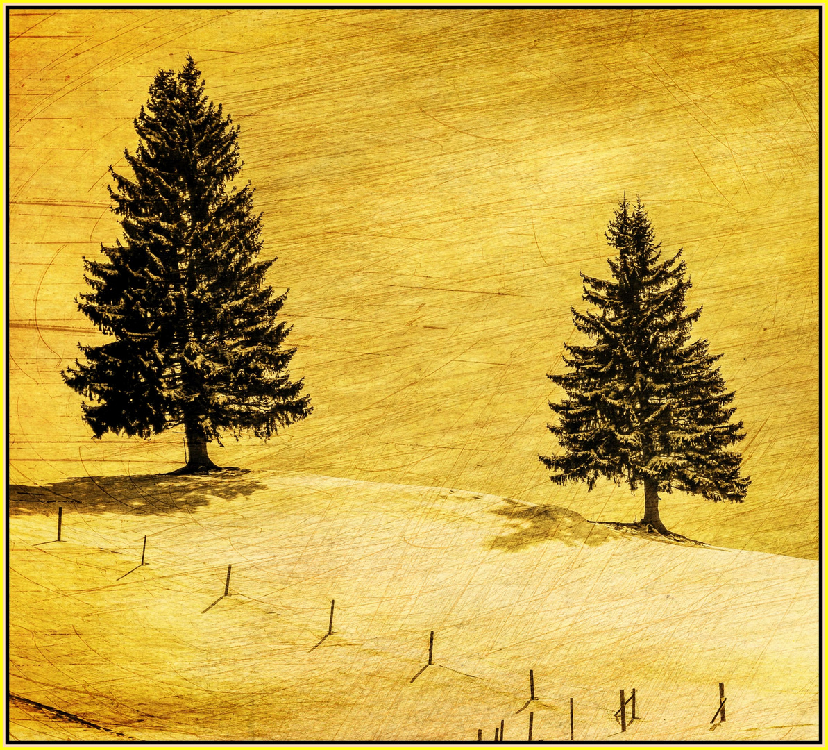 Randfichten Foto & Bild winter, natur, jahreszeiten Bilder auf