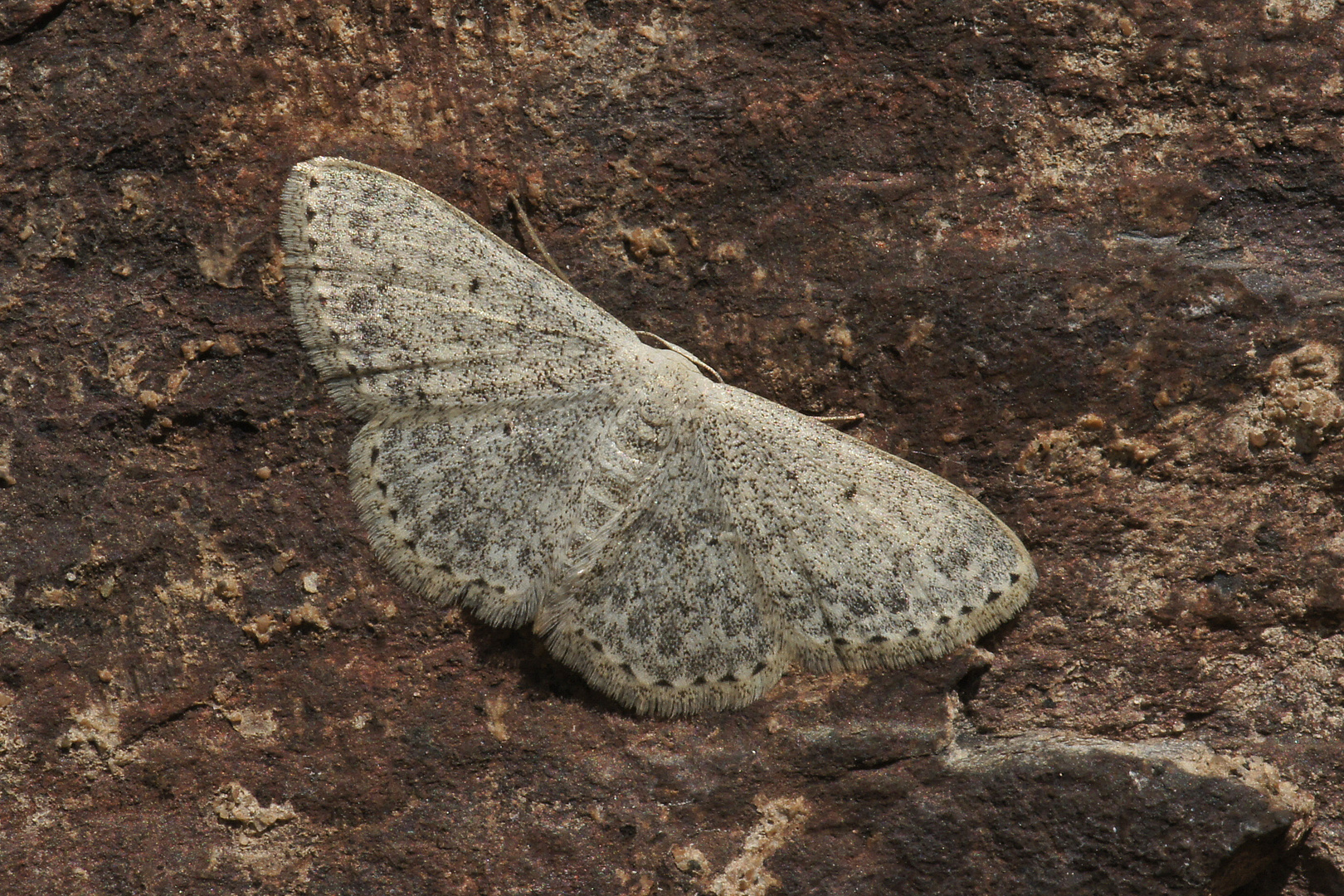 Randfleck-Kleinspanner (Scopula marginepunctata)