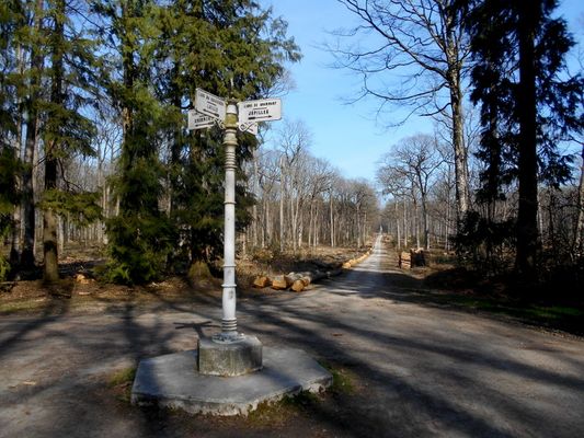 Randonnée en forêt domaniale de Bercé (72) - exo photo n° 4 Les forêts