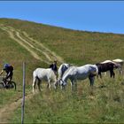 randonnées à pied, à cheval, en VTT...