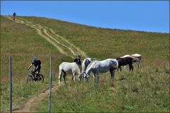 randonnées à pied, à cheval, en VTT...