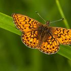 Randring-Perlmutterfalter (Boloria eunomia)