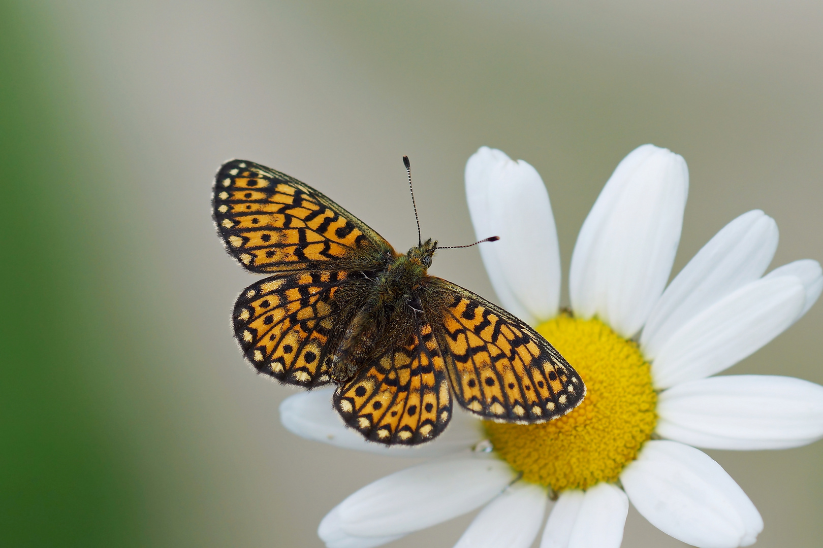 Randring-Perlmutterfalter (Boloria eunomia)