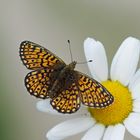 Randring-Perlmutterfalter (Boloria eunomia)