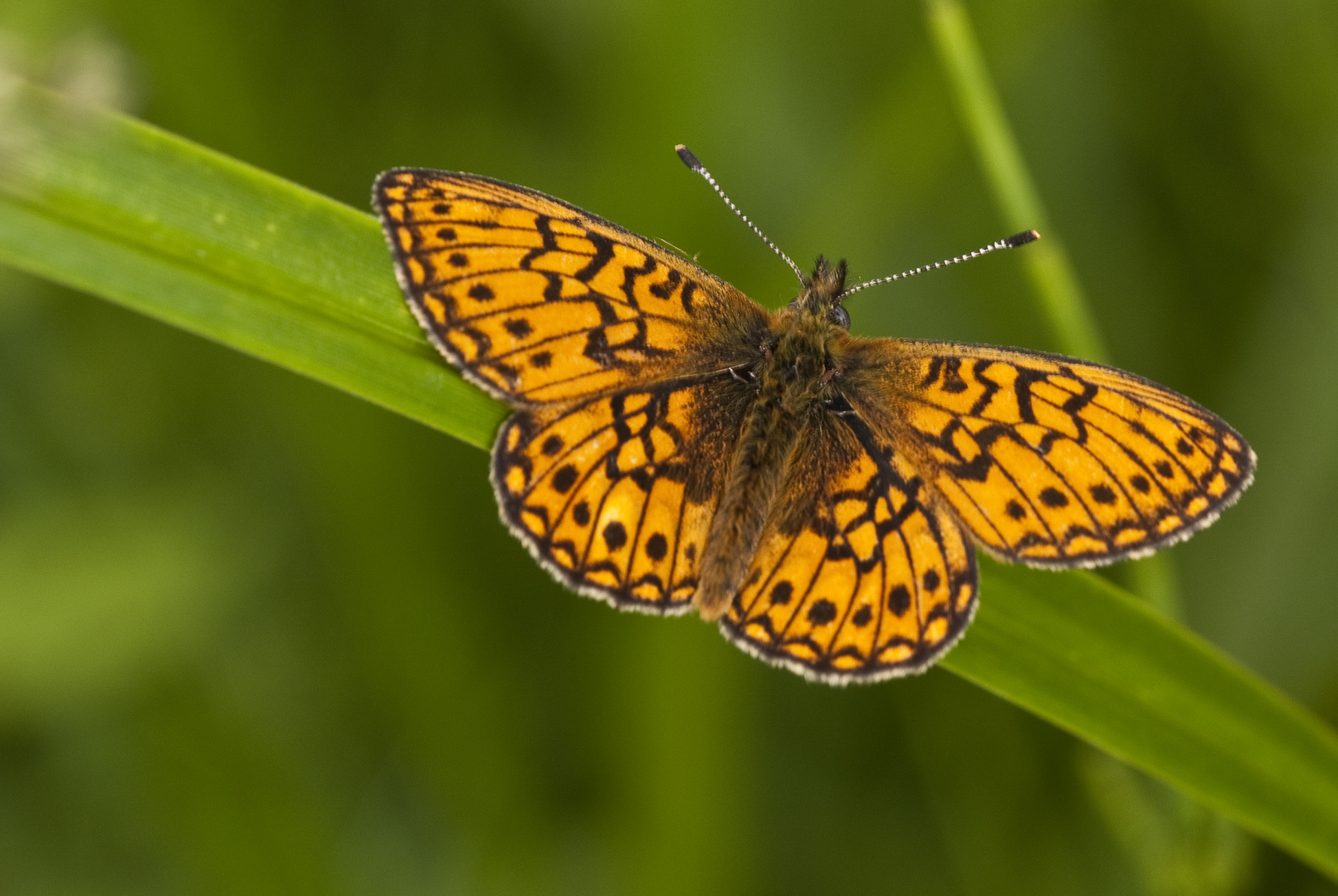 Randring-Perlmutterfalter (Boloria eunomia)