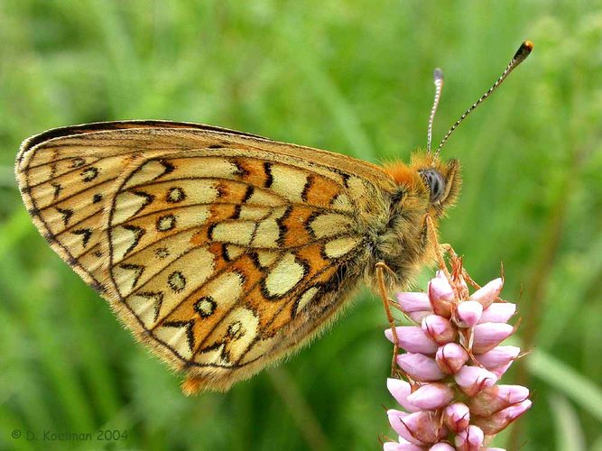 Randring-Perlmutterfalter (Boloria eunomia)