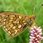 Randring-Perlmutterfalter (Boloria eunomia)