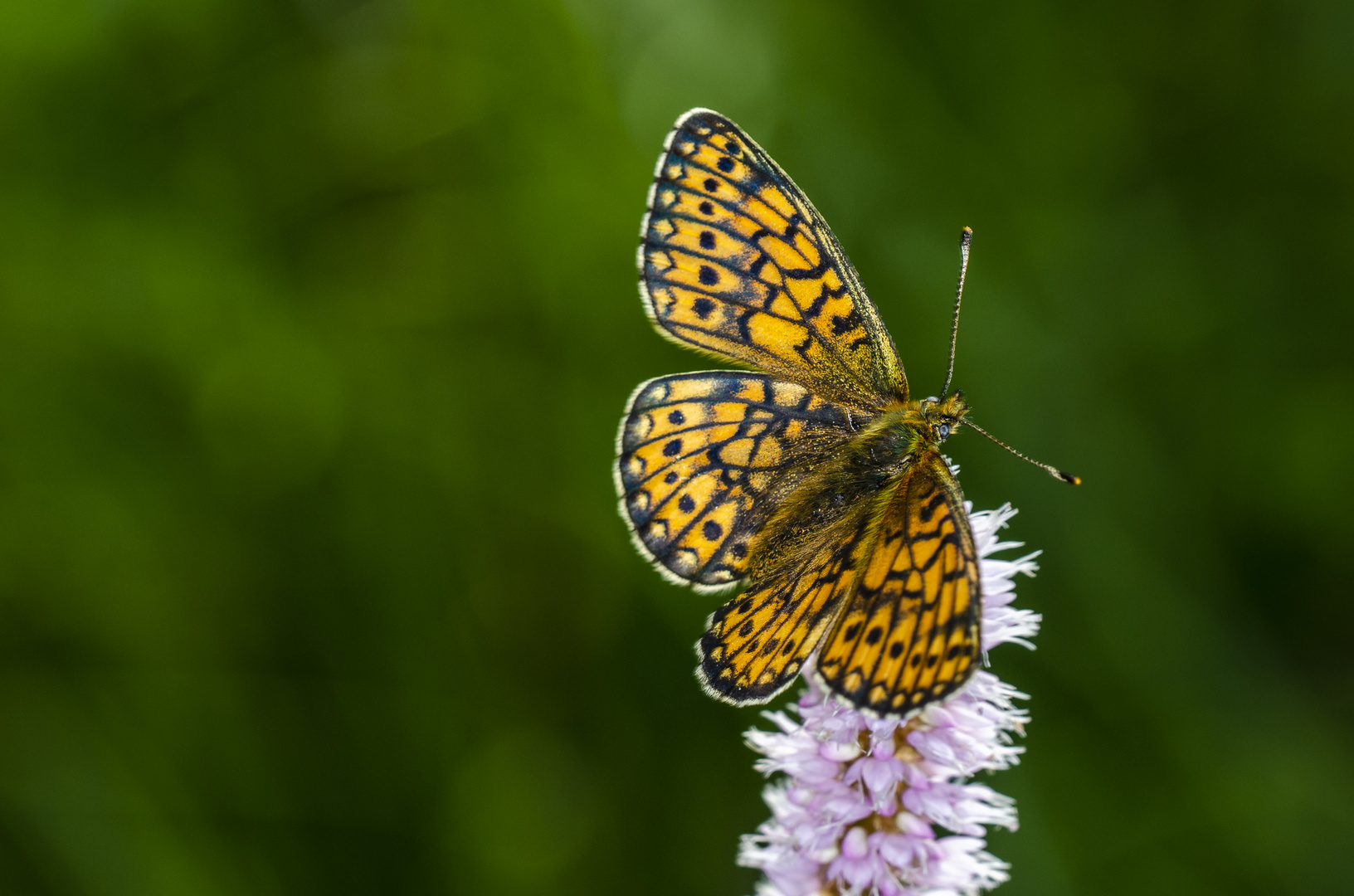 Randring-Perlmutterfalter (Boloria eunomia)