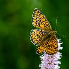 Randring-Perlmutterfalter (Boloria eunomia)