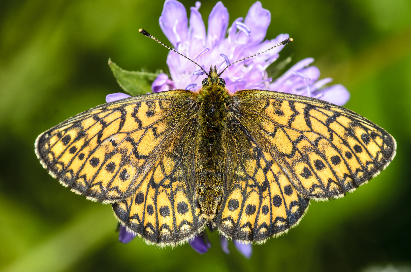 Randring-Perlmutterfalter (Boloria eunomia)