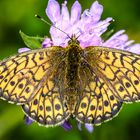 Randring-Perlmutterfalter (Boloria eunomia)