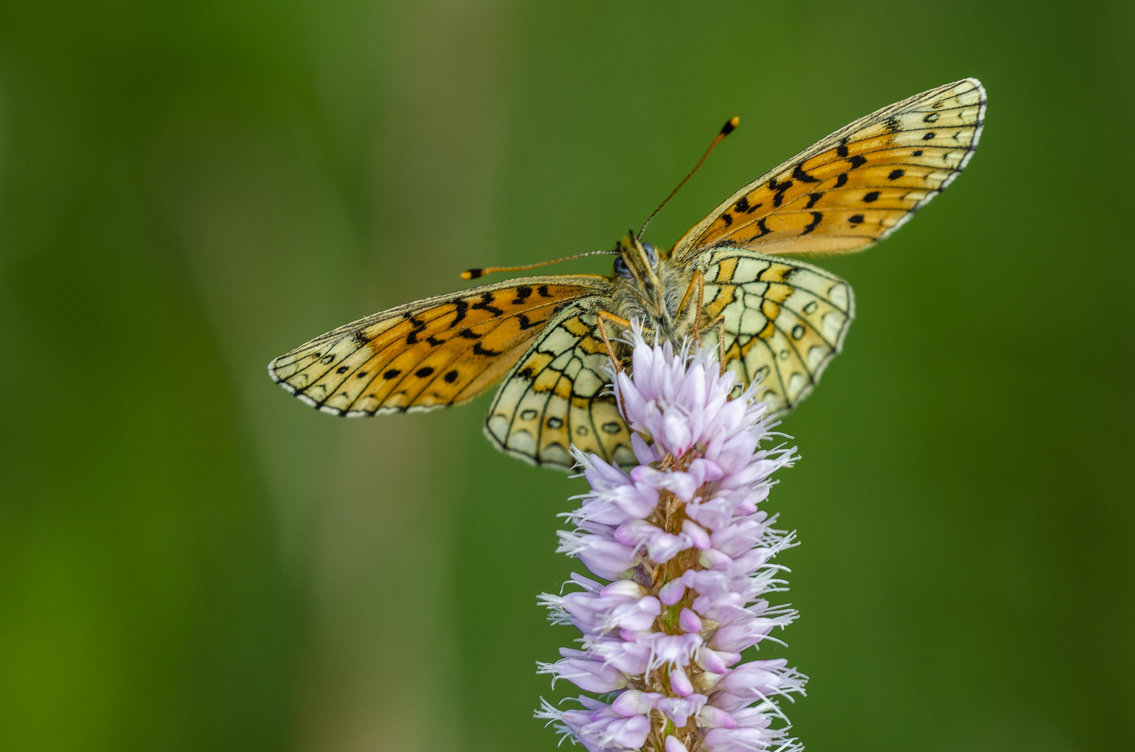 Randring-Perlmutterfalter (Boloria eunomia)