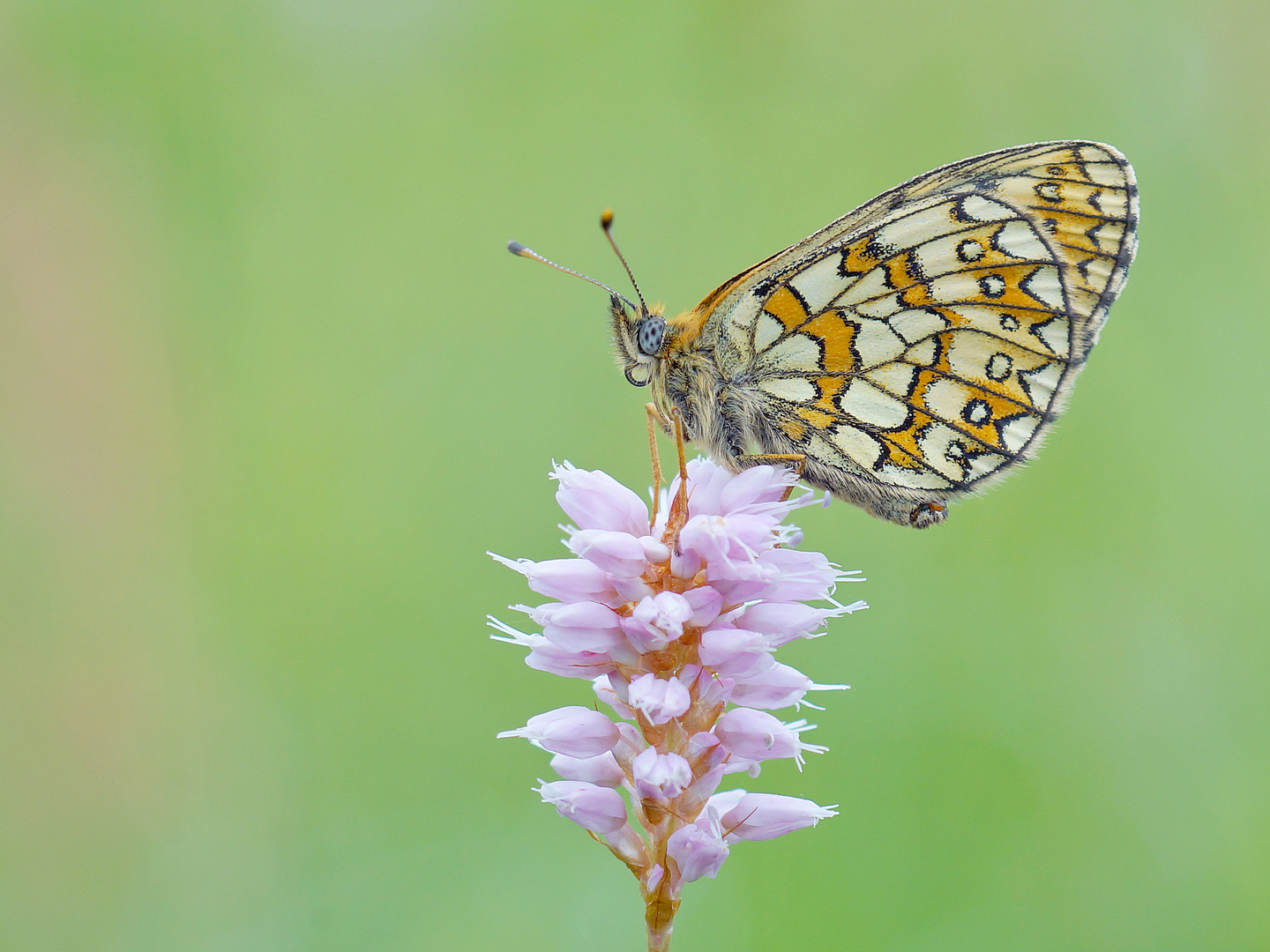 Randring-Perlmutterfalter (Boloria eunomia)