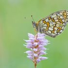 Randring-Perlmutterfalter (Boloria eunomia)