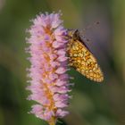 Randring-Perlmutterfalter im Morgentau