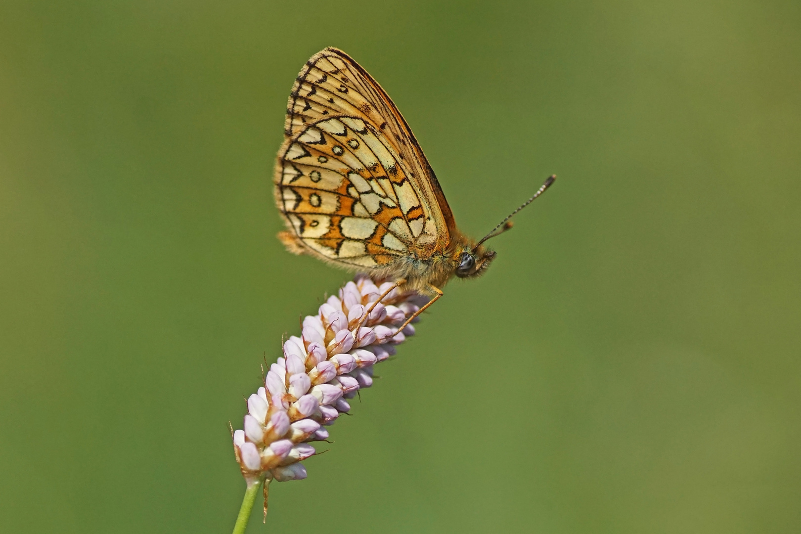 Randring-Perlmuttfalter (Boloria eunomia)