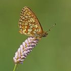 Randring-Perlmuttfalter (Boloria eunomia)