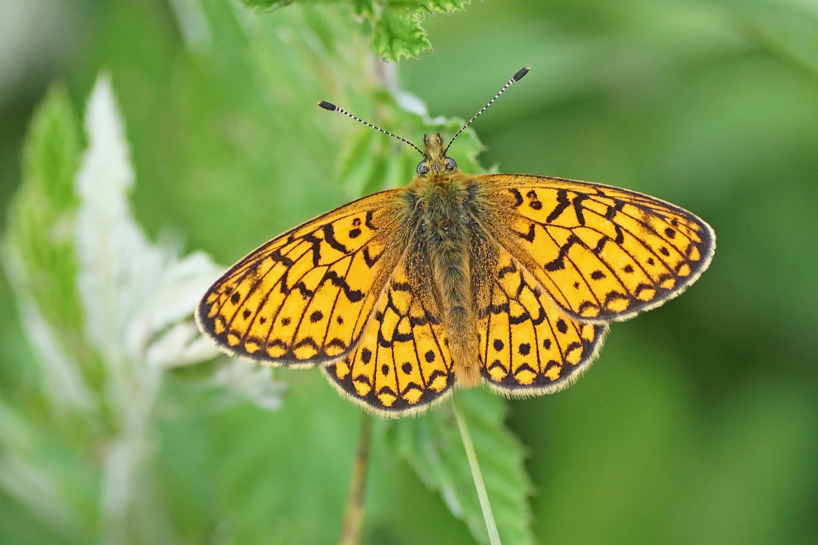 Randring-Perlmuttfalter (Boloria eunomia), Männchen