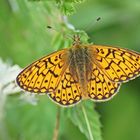 Randring-Perlmuttfalter (Boloria eunomia), Männchen