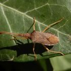 Randwanze in der Efeu-Hecke (1)