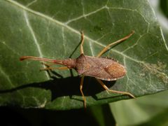 Randwanze in der Efeu-Hecke (1)