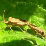 Randwanze, Saumwanze - Coreus marginatus