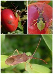 Randwanzen (Gonocerus acuteangulatus) - Jung und alt