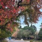 Ranelagh calles en otoño - Diaz De Vivar Gustavo 