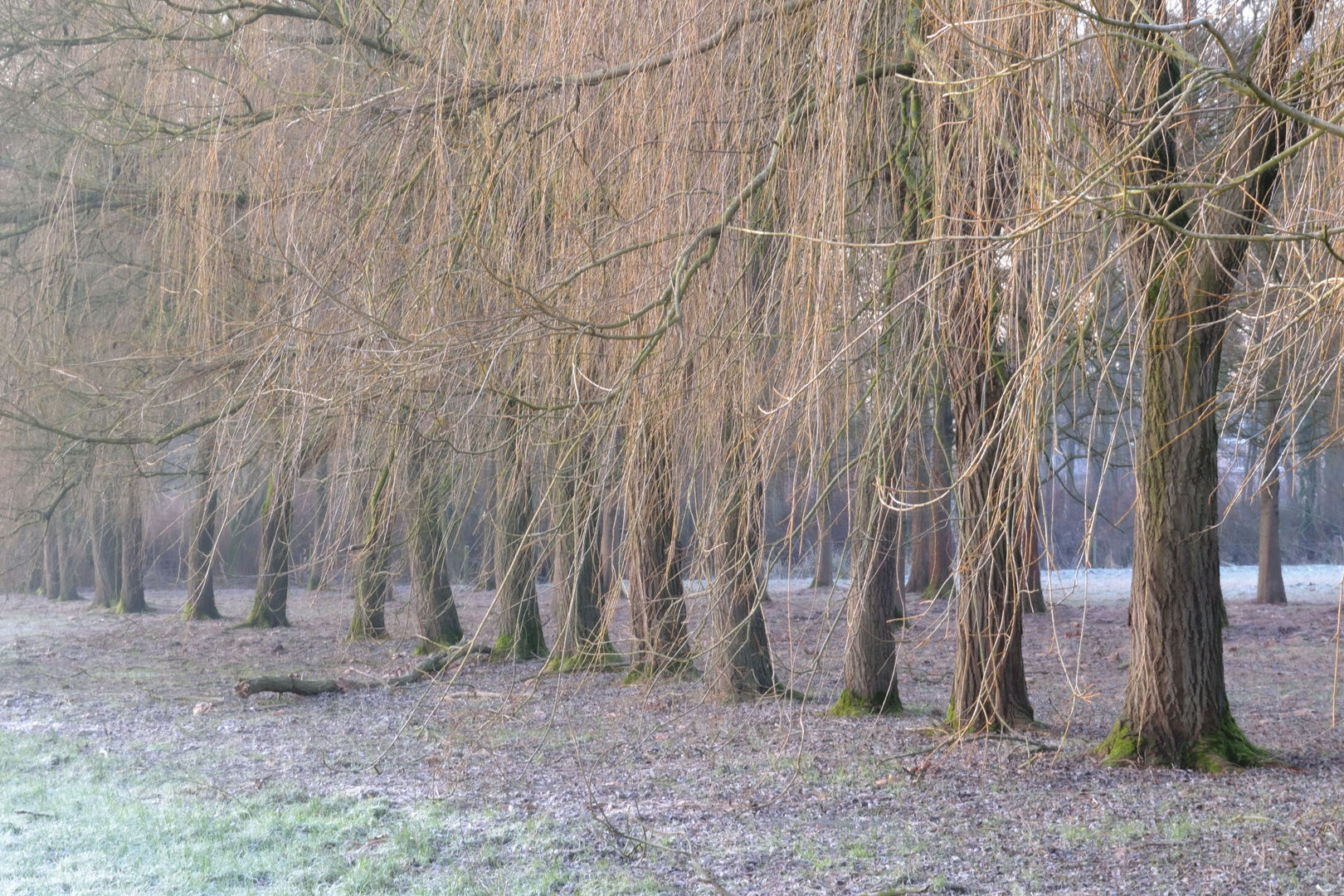 Rangée d'arbres un froid jour d'hiver