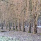 Rangée d'arbres un froid jour d'hiver