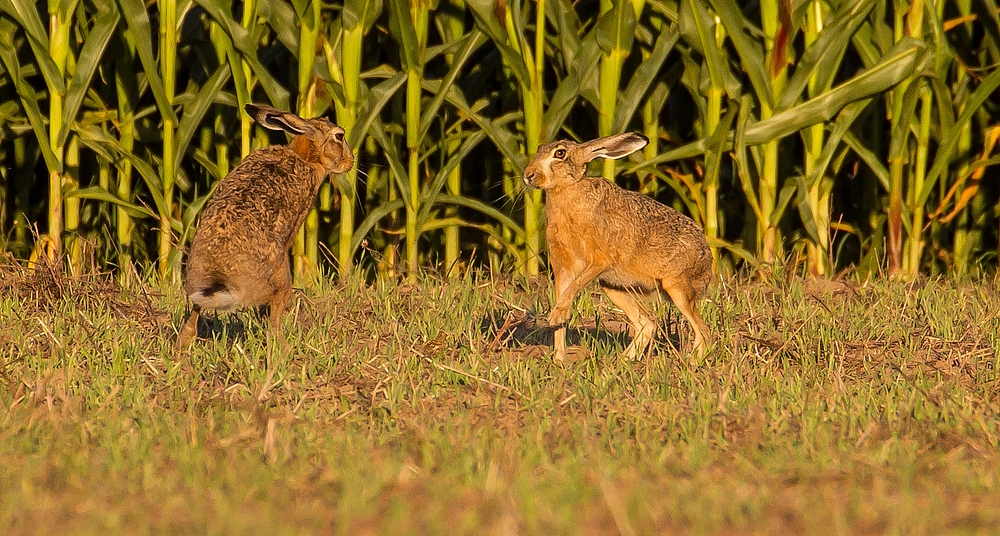 Rangelei auf dem Feld bei "Hasens"