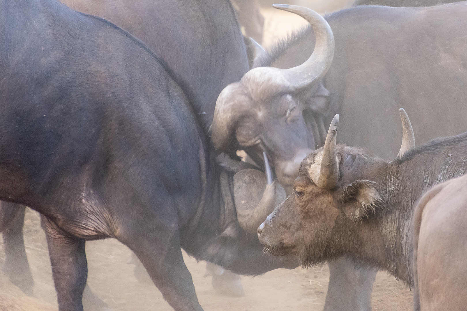 Rangelei der Kap-Büffel