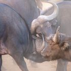 Rangelei der Kap-Büffel