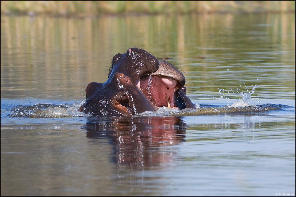Rangelleih im Hippo-Pool