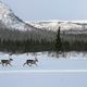 Rangifer tarandus, doppelt, beim Winterspaziergang