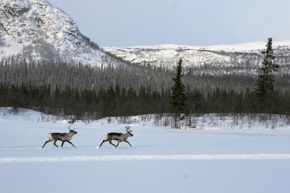 Rangifer tarandus, doppelt, beim Winterspaziergang von Andy Stock 