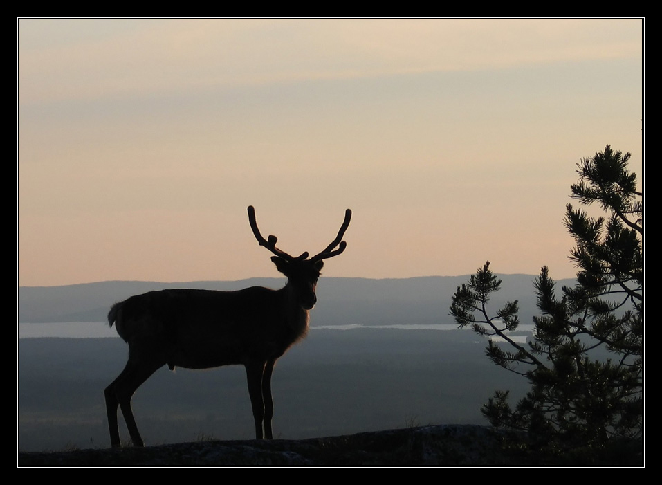 Rangifer tarandus (fin. Poro)