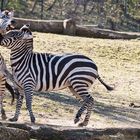 Rangkämpfe der Zebras 1