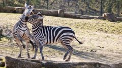 Rangkämpfe der Zebras 1