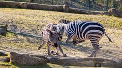 Rangkämpfe der Zebras 2