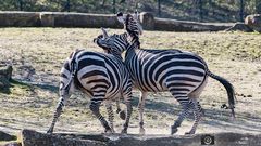 Rangkämpfe der Zebras 3