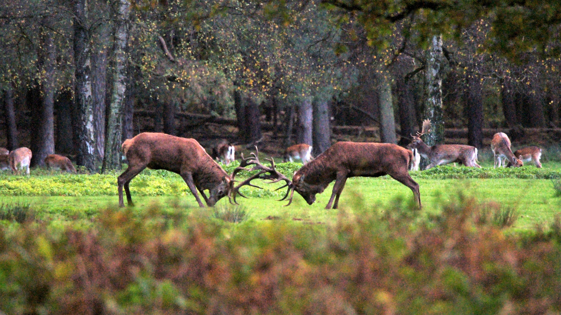 Rangkämpfe im Wildpark.