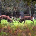 Rangkämpfe im Wildpark.