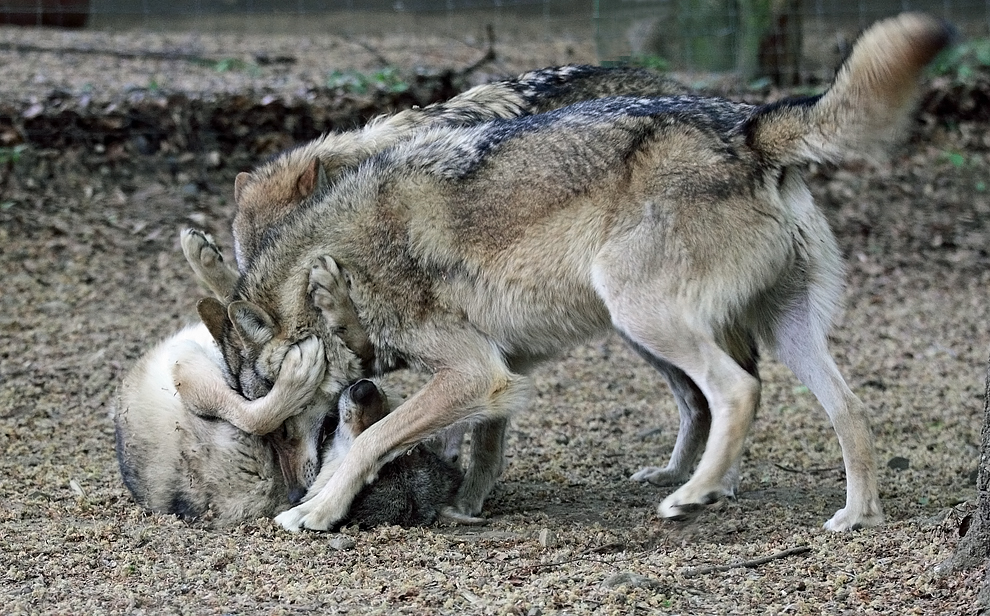 Rangkämpfe im Wolfsrudel