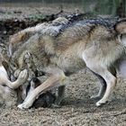 Rangkämpfe im Wolfsrudel