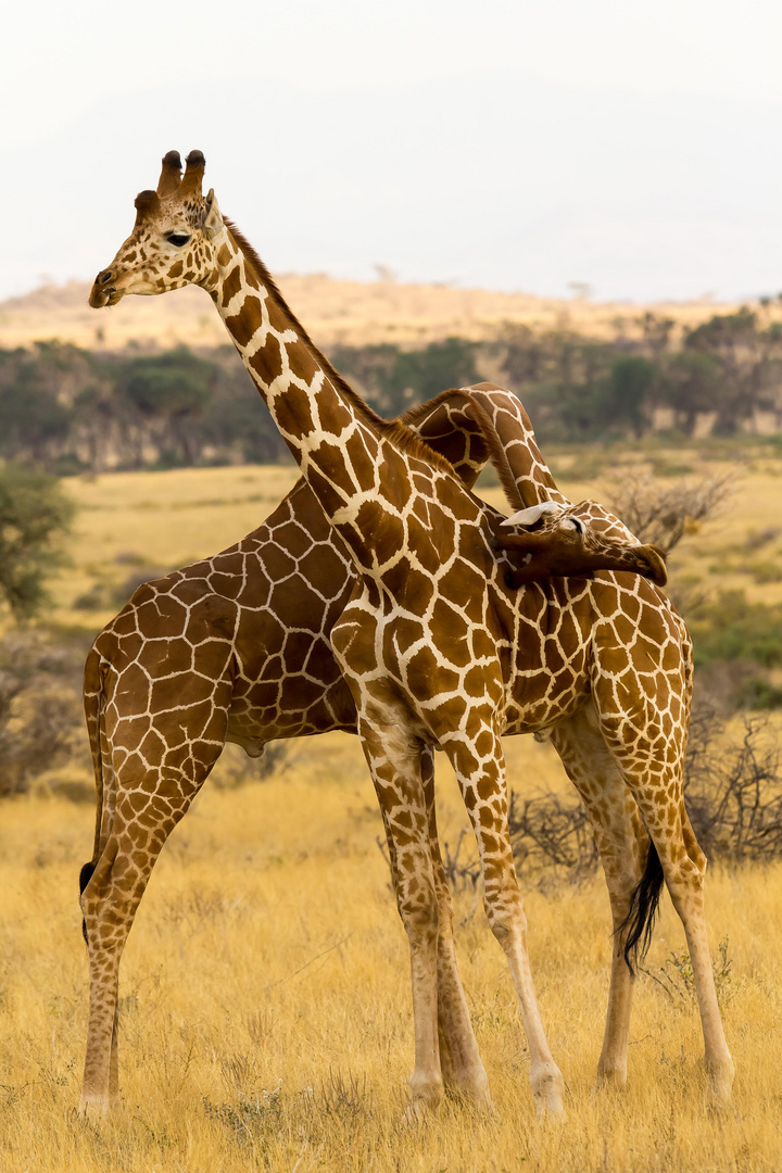 Rangkämpfe unter Giraffen