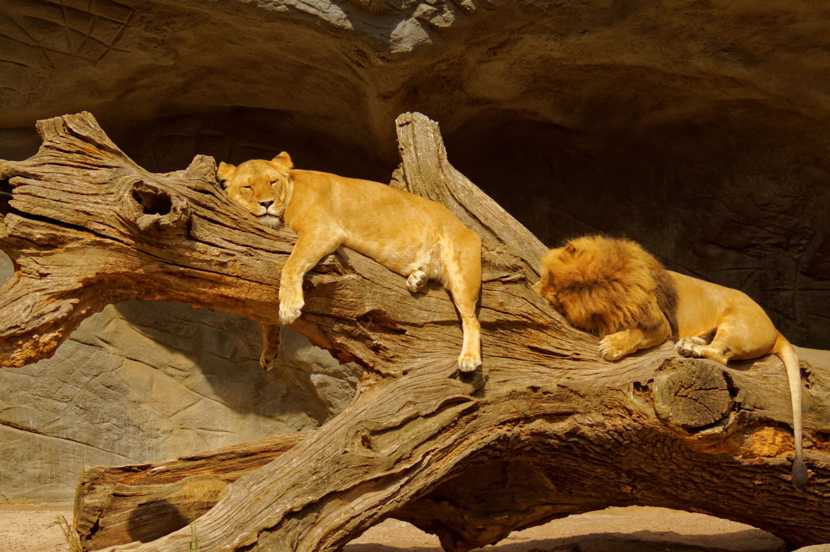 Rangordnung Foto & Bild | tiere, zoo, wildpark & falknerei, säugetiere