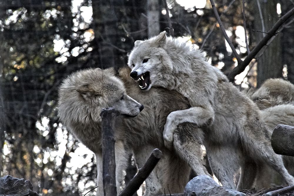 Rangordnung bei den Wölfen Foto & Bild | tiere, zoo, wildpark
