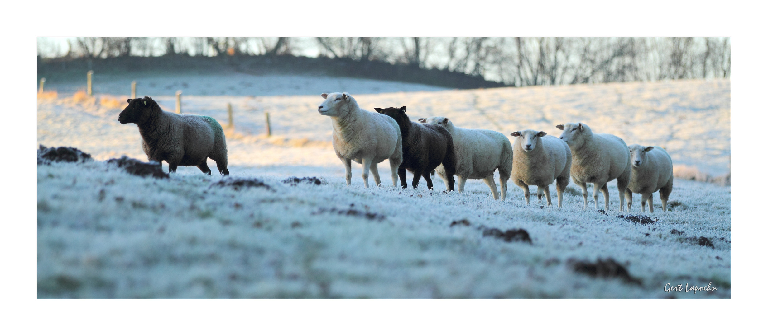 Rangordnung im Frost