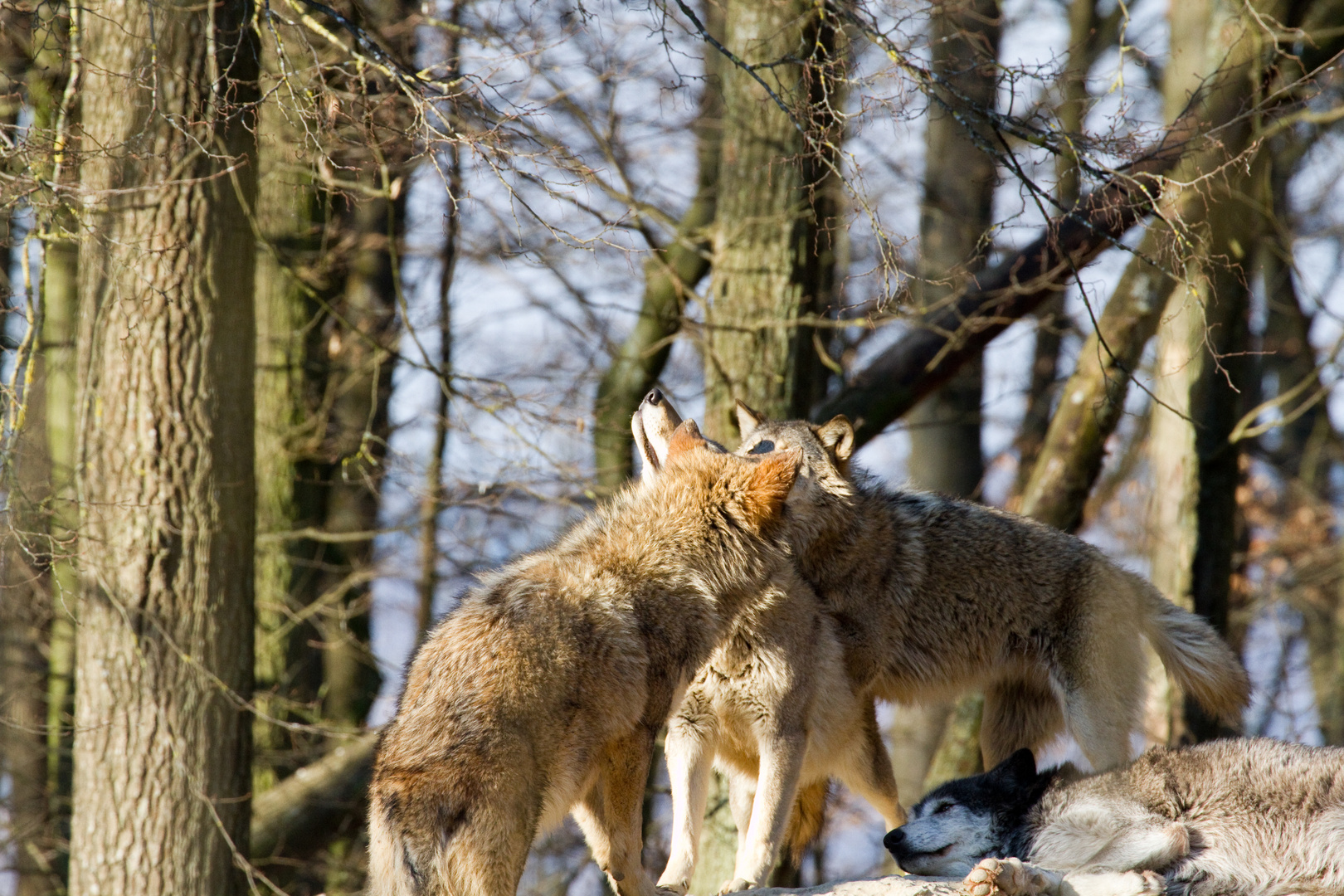 Rangordnung unter Wölfen